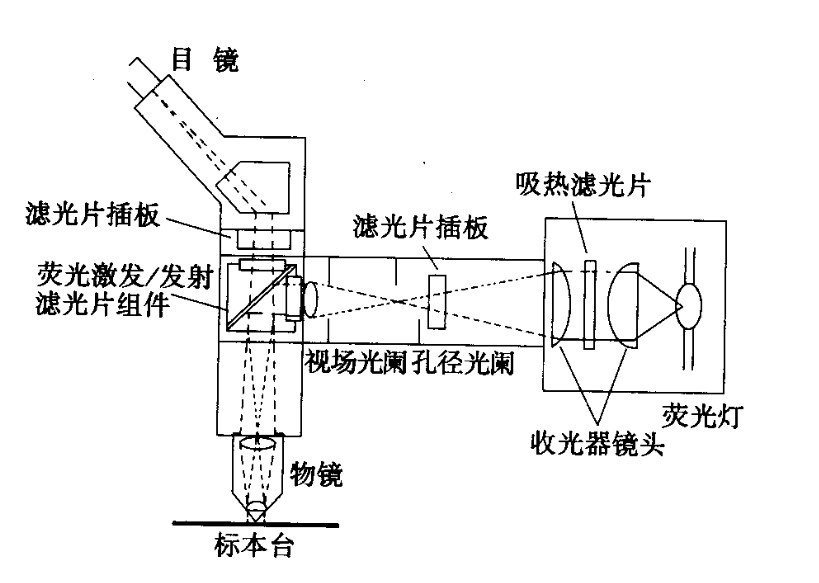 荧光显微镜光学原理